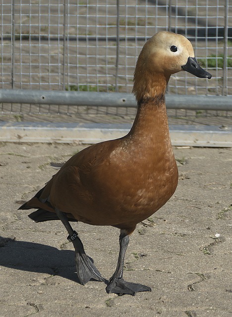 内外援配合
